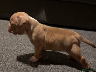 American Bully dogs Micro Bully puppies for sale! - Advert 1
