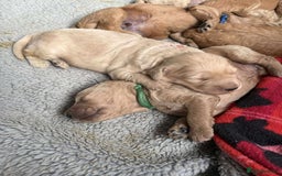 Mixed Breed dogs for sale: Multi generational goldendoodle puppies - Image 8