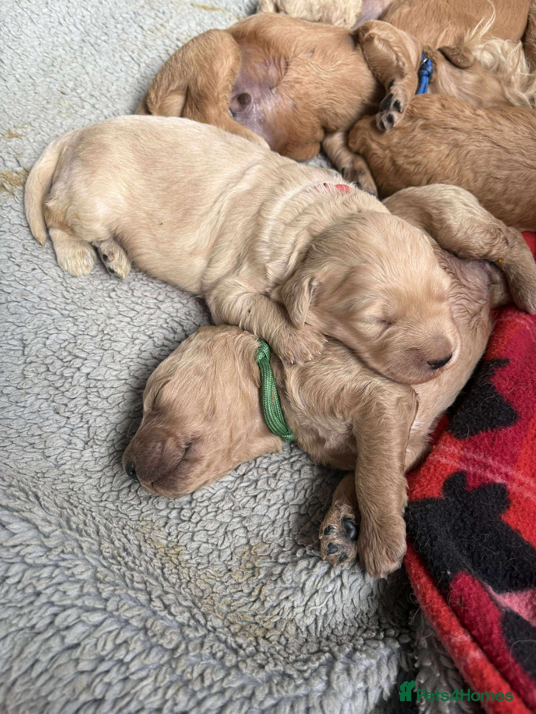 Mixed Breed dogs for sale: Multi generational goldendoodle puppies - Image 8