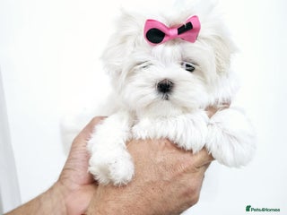 Maltese dogs - Advert 1