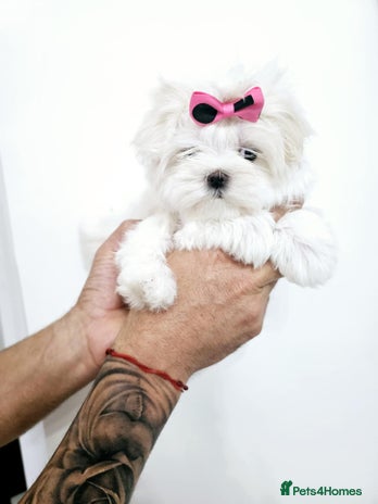 Maltese dogs - Advert 1