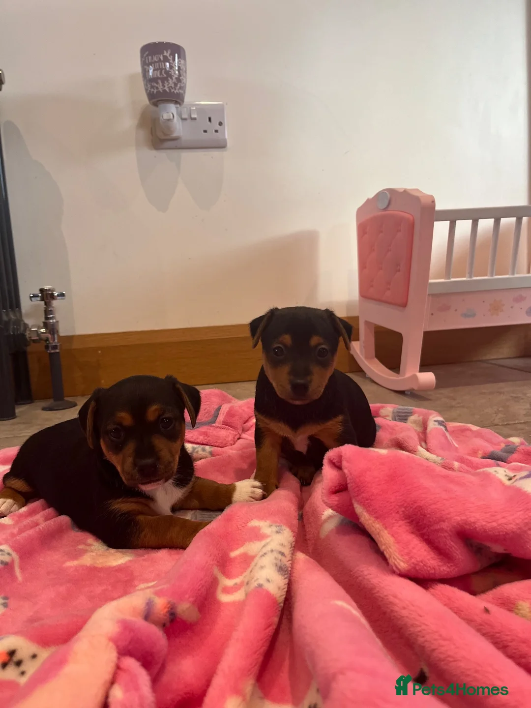 Jack Russell dogs for sale: Small type black & tan smooth coated Jack Russell in Lampeter - Advert 1