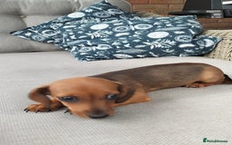 Dachshund dogs for sale: Shaded Red Minature Dachshund - Image 1