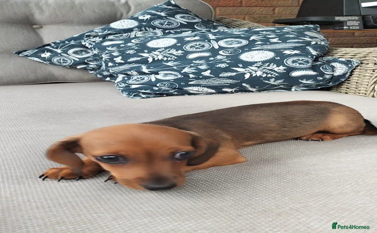 Dachshund dogs - Advert 8