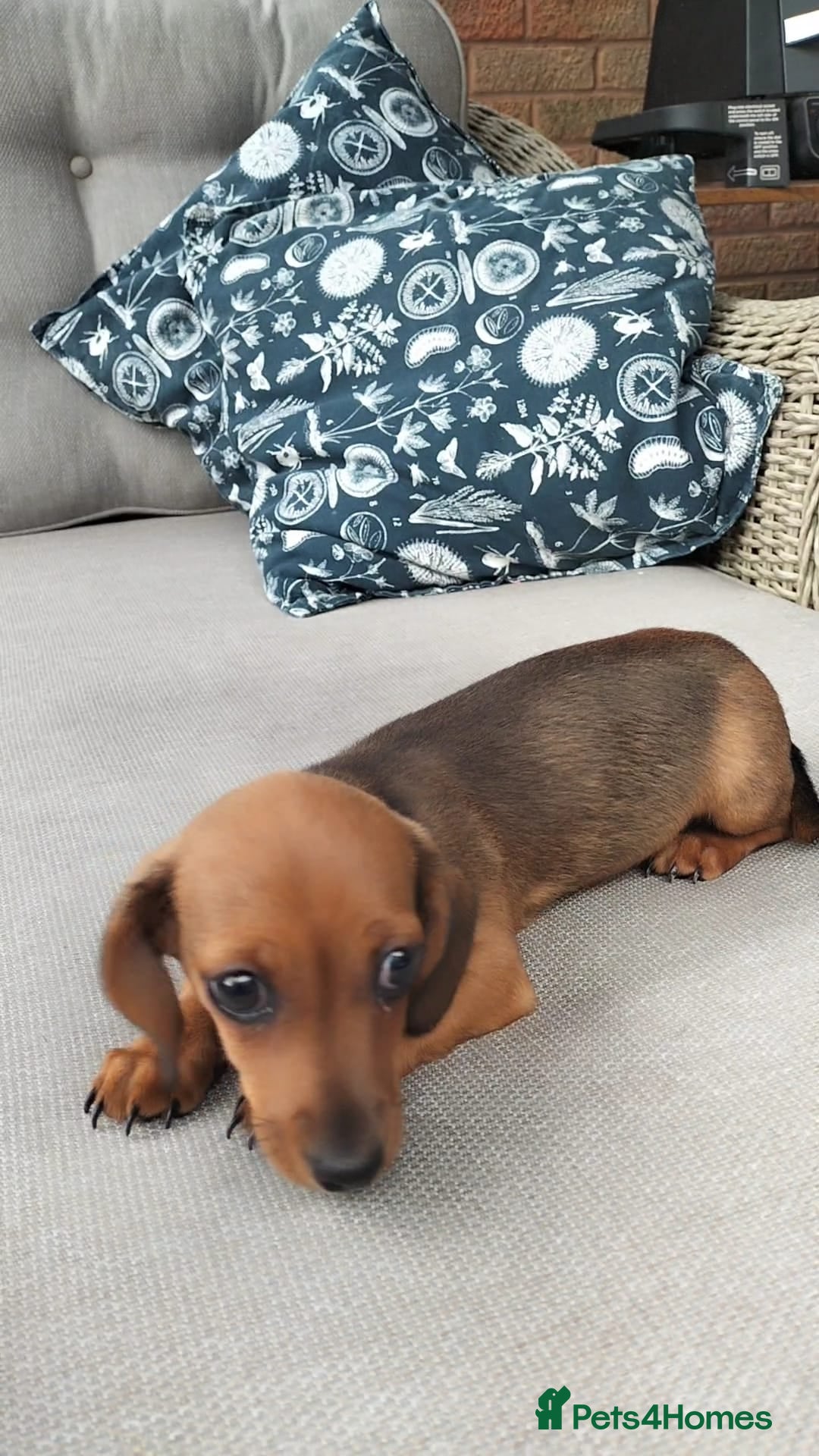 Dachshund dogs for sale: Shaded Red Minature Dachshund - Image 1