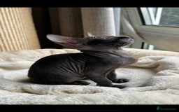 Sphynx cats for sale: Donskoy Sphynx Kittens - Image 3