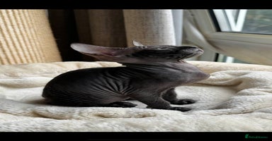 Sphynx cats - Advert 1