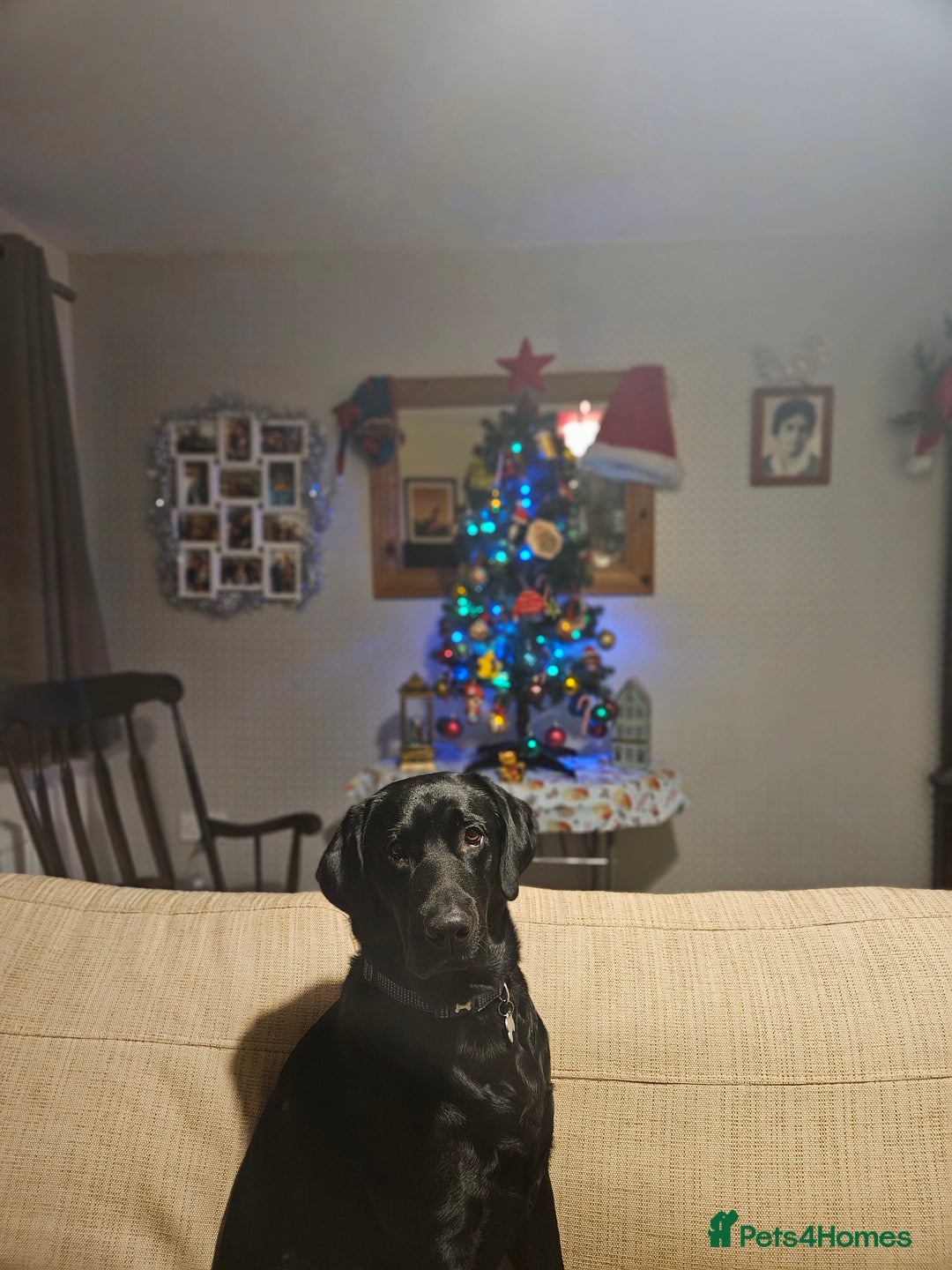 Labrador Retriever dogs for sale: KC Labrador Retriever Hooch - Advert 8