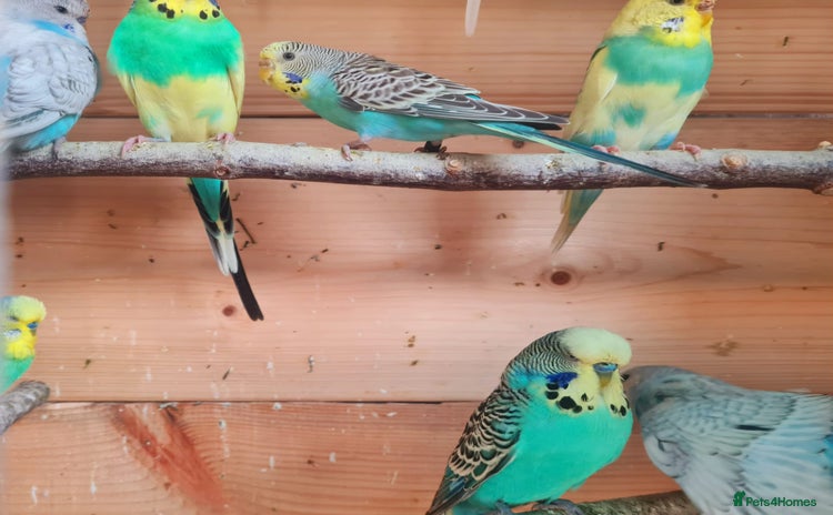 Budgerigars birds - Advert 1