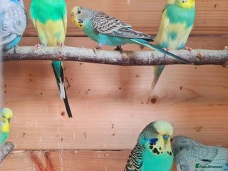 Budgerigars birds - Advert 39