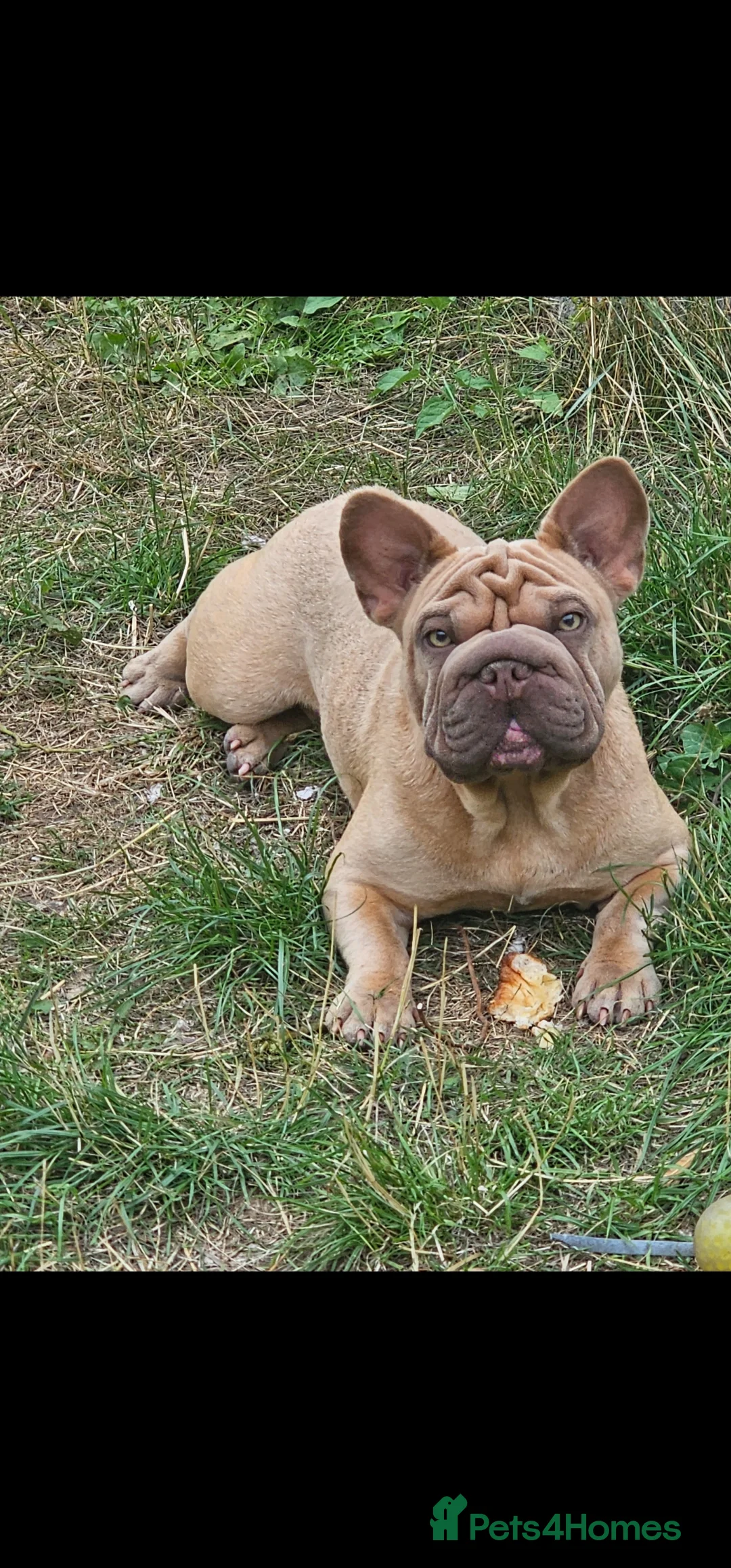 French Bulldog dogs for sale: Frency puppies - Advert 1