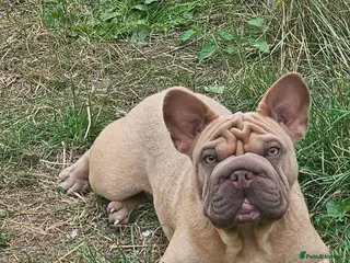 French Bulldog dogs Frency puppies - Advert 13