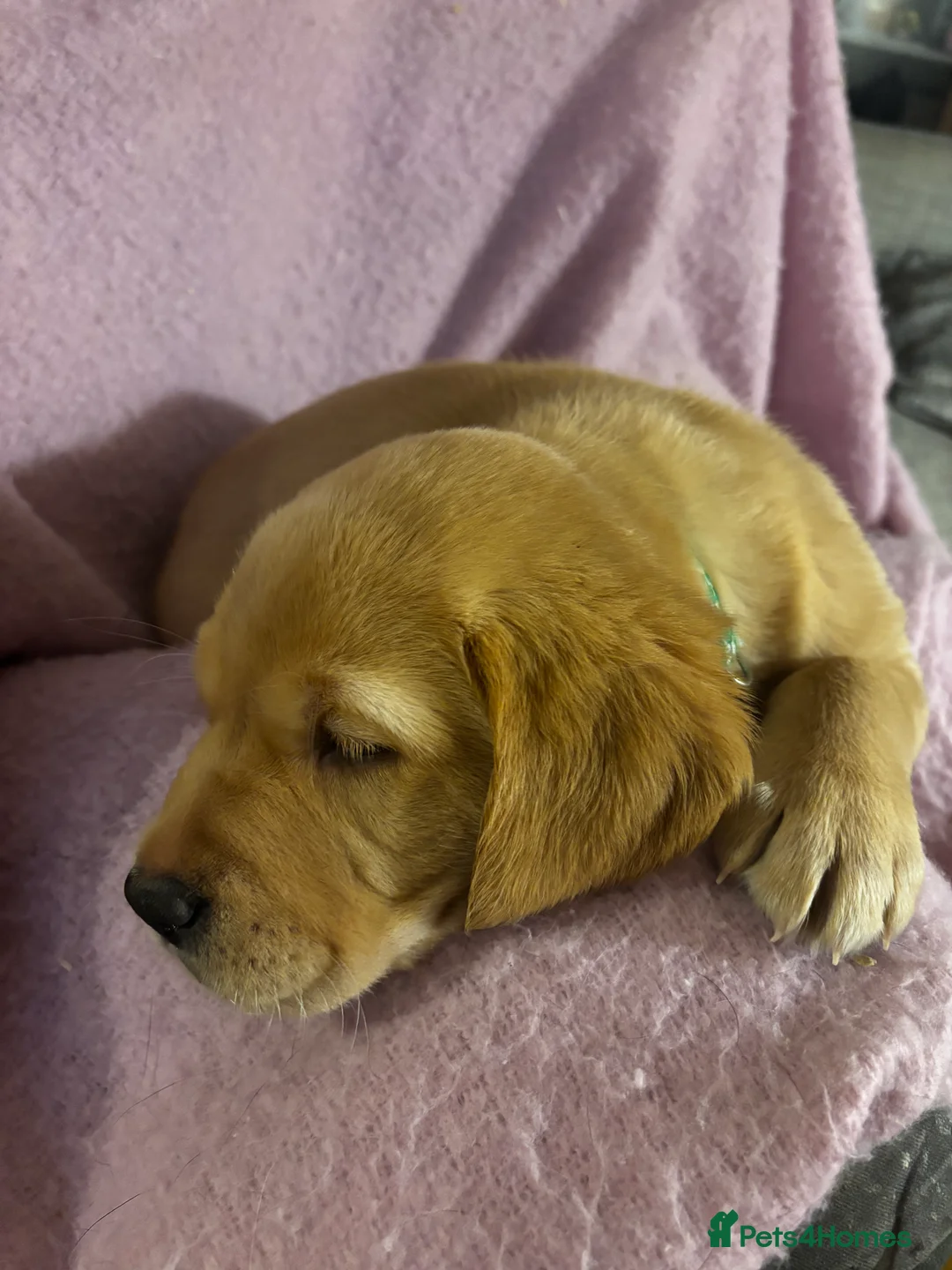 Goldador dogs for sale: Goldador puppies with a dash of dalmation  - Advert 3