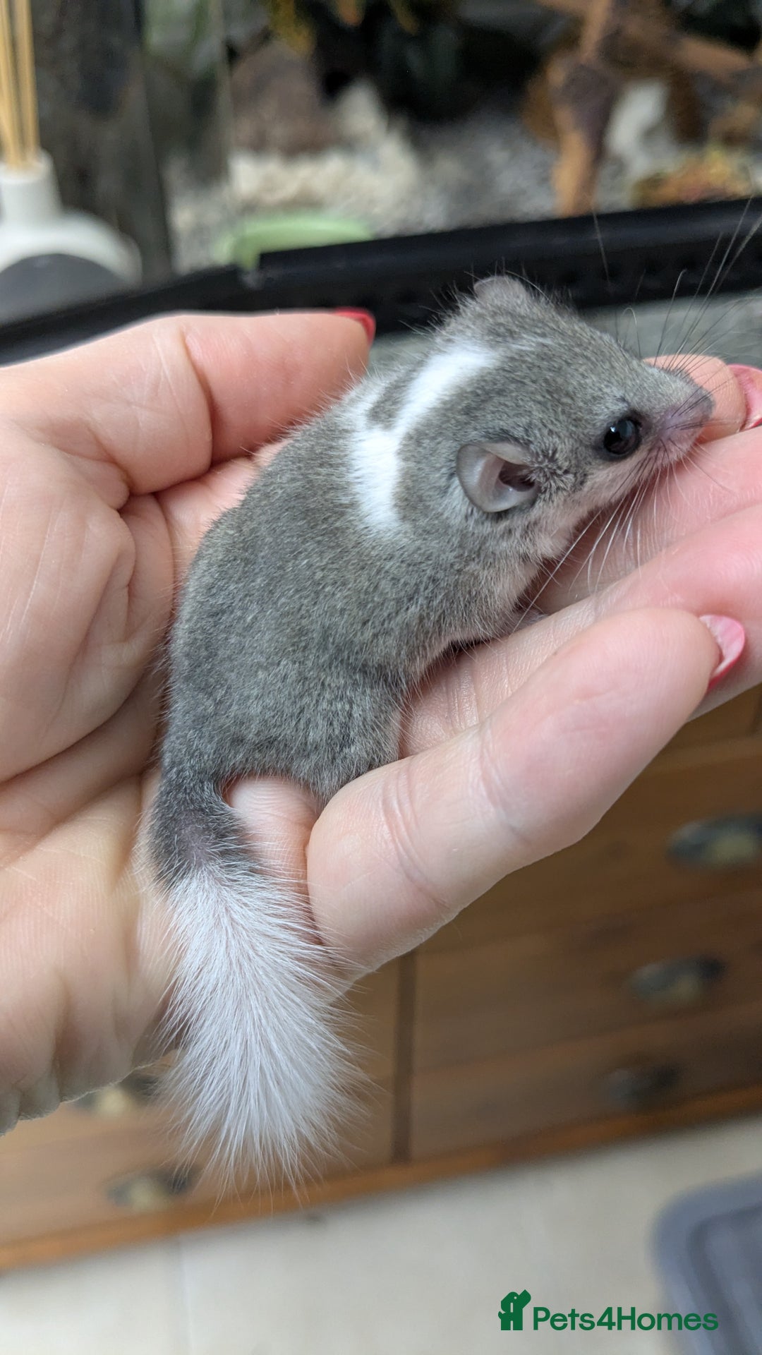 Mouse rodents for sale: African Pygmy Dormice  - Advert 8