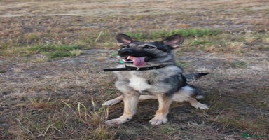 German Shepherd dogs - Advert 10