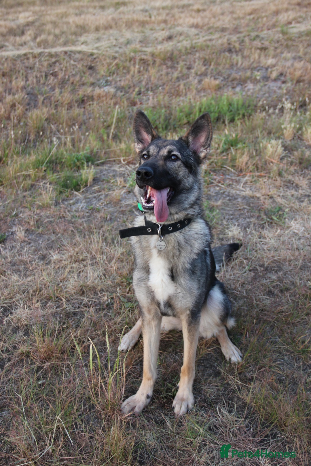 German Shepherd dogs for sale: Rescued  female Working Line German Shephard  - Image 3