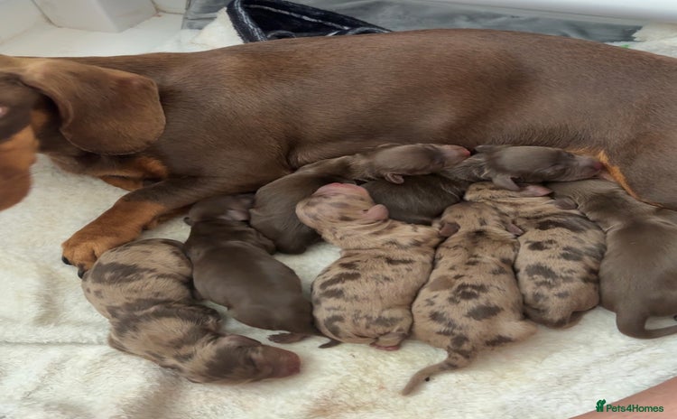 Dachshund dogs - Advert 1
