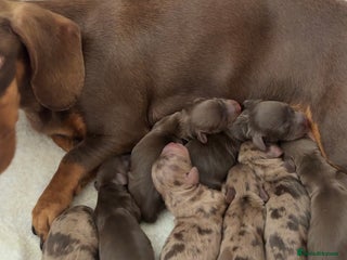 Dachshund dogs - Advert 17