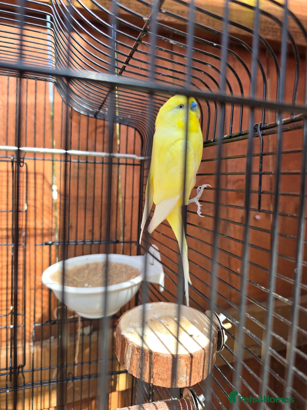 Budgerigars birds for sale: Beautiful Male budgies available for sale - Image 6