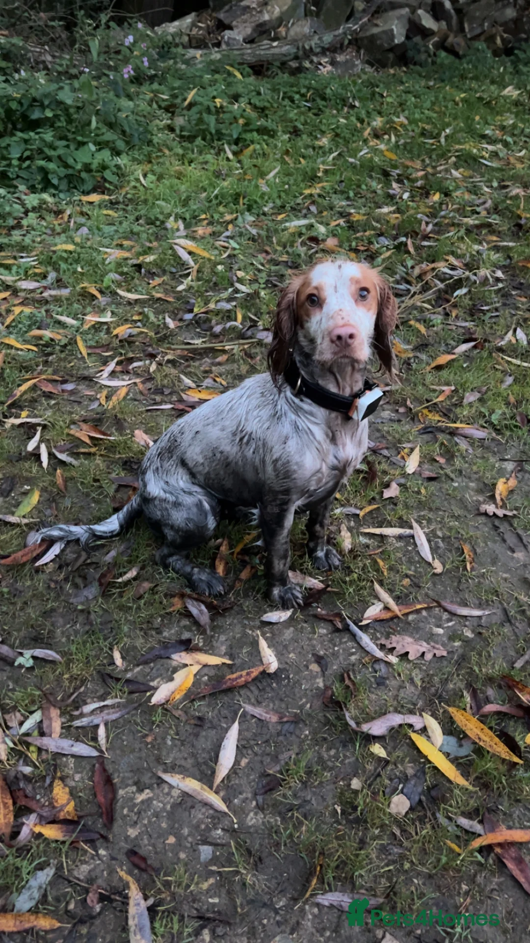 Cocker Spaniel dogs for sale: Working cocker pups - Advert 1