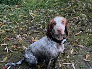 Cocker Spaniel dogs Working cocker pups - Advert 4