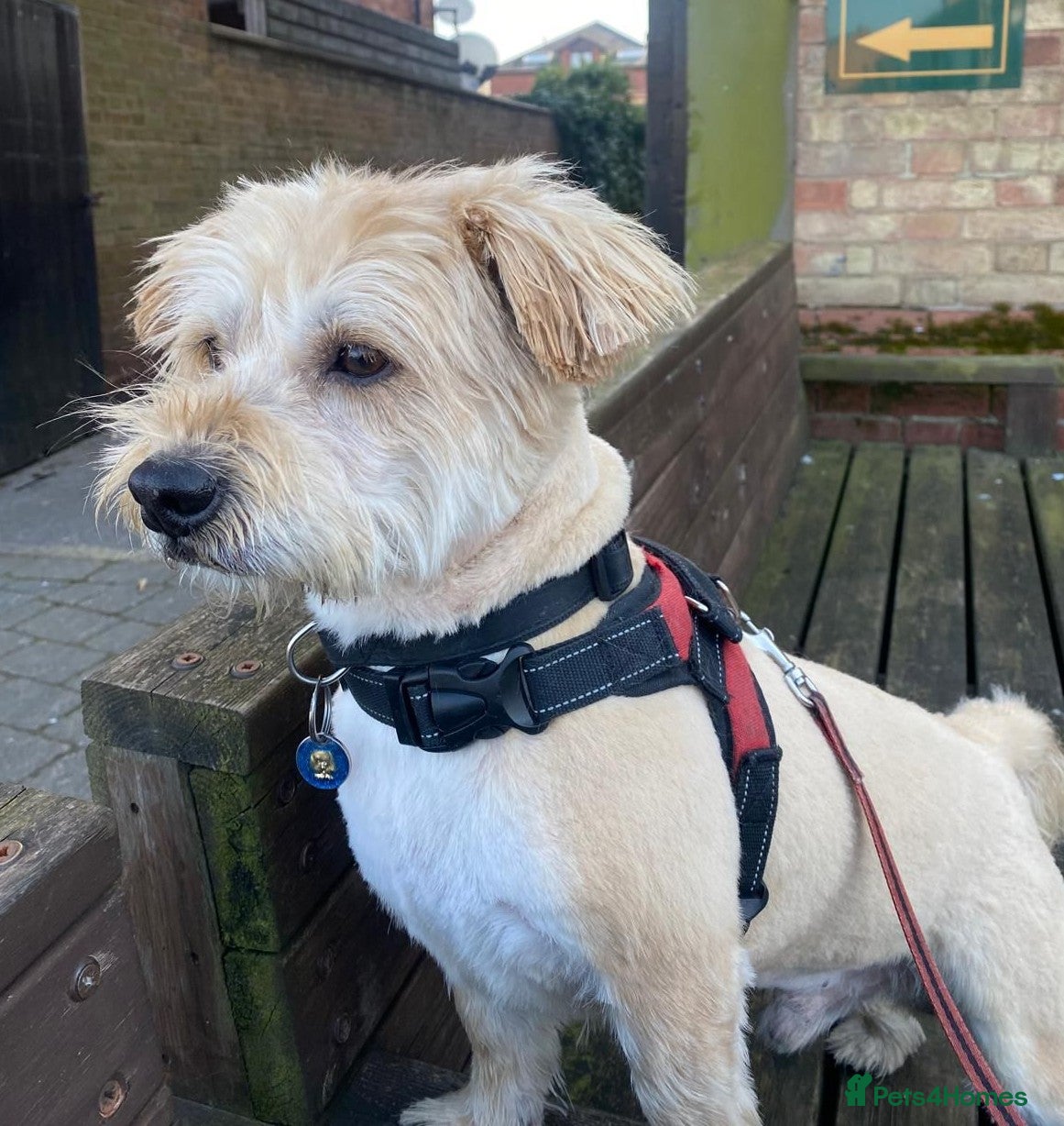 Mixed Breed dogs 🐾💛 CAESAR – The Little Boy with a Big Heart 💛🐾 - Advert 1