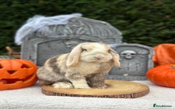 Mini Lop rabbits for sale: ⭐️MINIATURE LOPS AVAILABLE⭐️ - Image 7