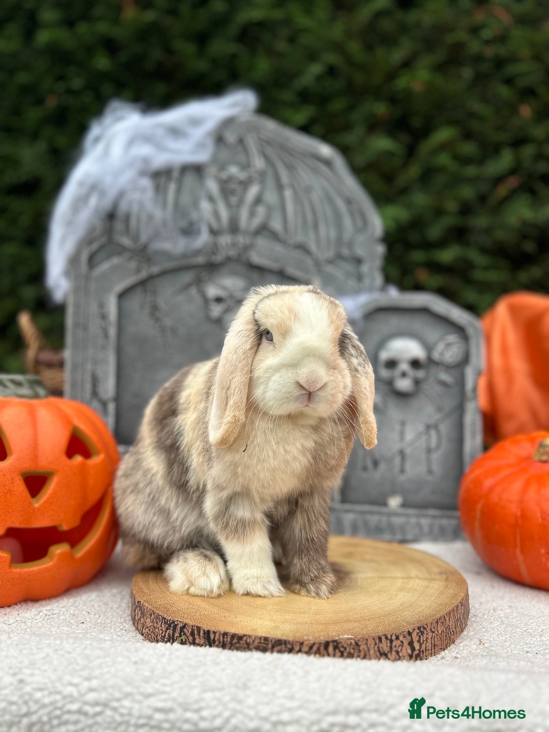 Mini Lop rabbits for sale: ⭐️MINIATURE LOPS AVAILABLE⭐️ - Image 7