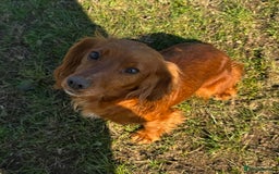 Cocker Spaniel dogs for sale: RED & BLACK COCKER SPANIEL PUPPIES READY NOW 🐶🧡  - Image 5