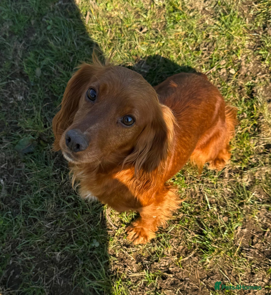 Cocker Spaniel dogs for sale: RED & BLACK COCKER SPANIEL PUPPIES READY NOW 🐶🧡  - Image 5
