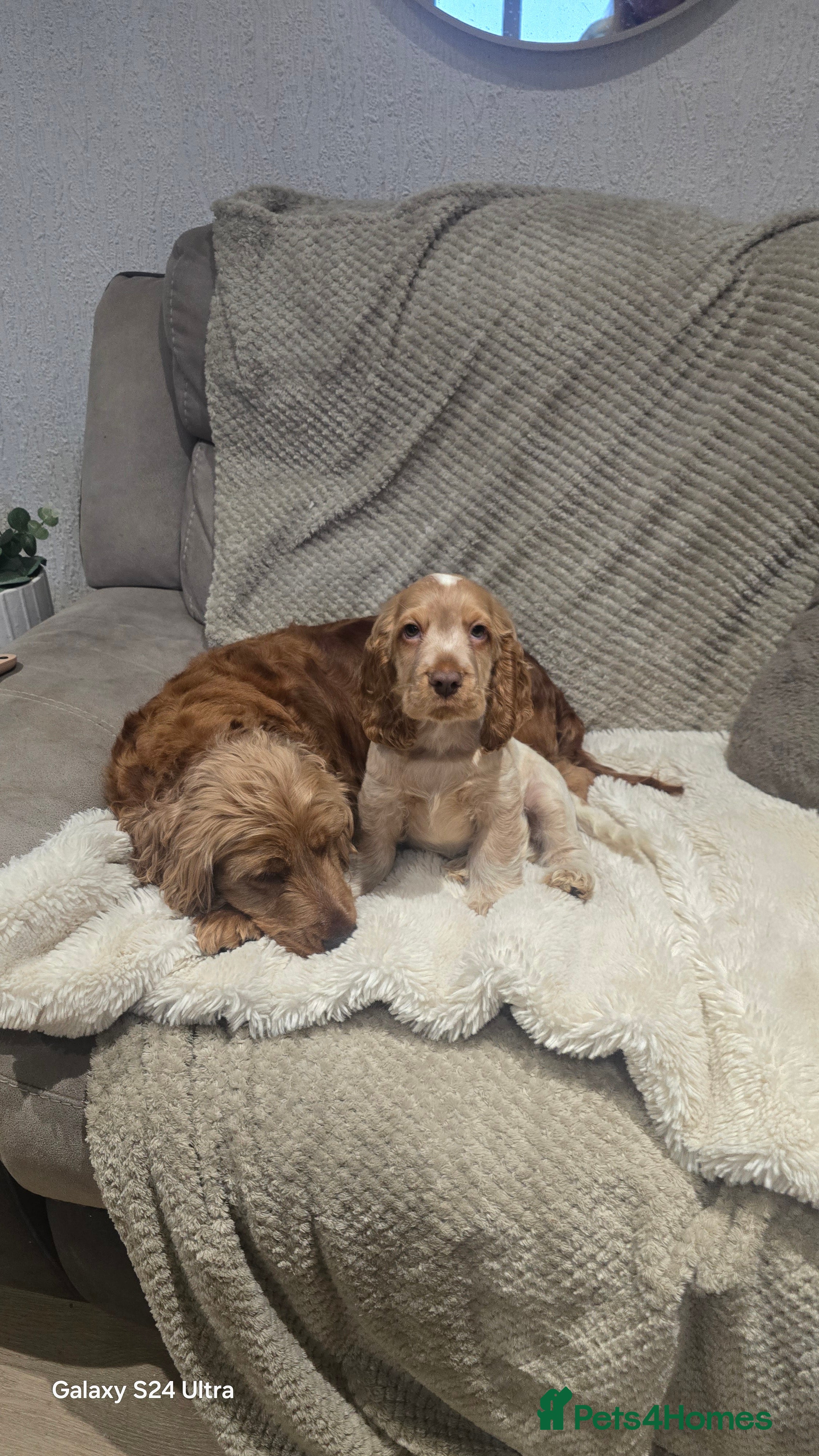 Cocker Spaniel dogs KC Health tested Show Type Orange Roan Cocker - Advert 6