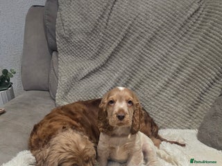 Cocker Spaniel dogs KC Health tested Show Type Orange Roan Cocker - Advert 4