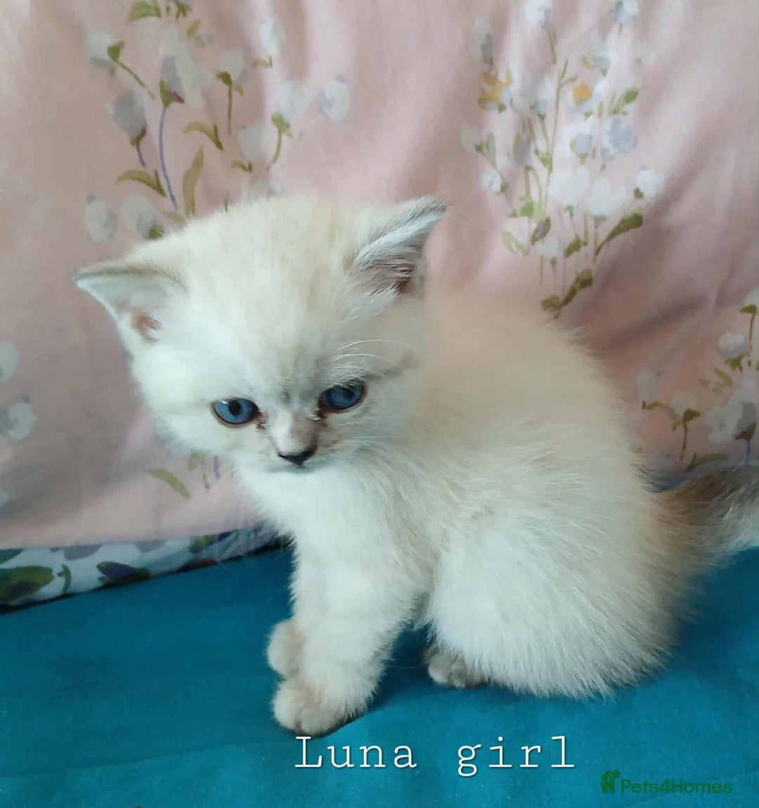 Mixed Breed cats for sale: Bsh and Scottish straight mix - Image 3