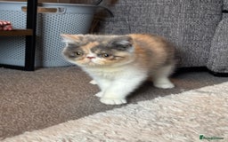 Persian cats for sale: Persian exotic kittens - Image 3