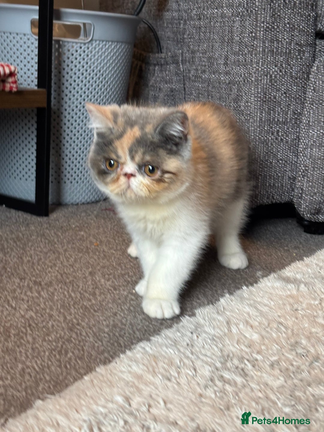 Persian cats for sale: Persian exotic kittens - Image 3