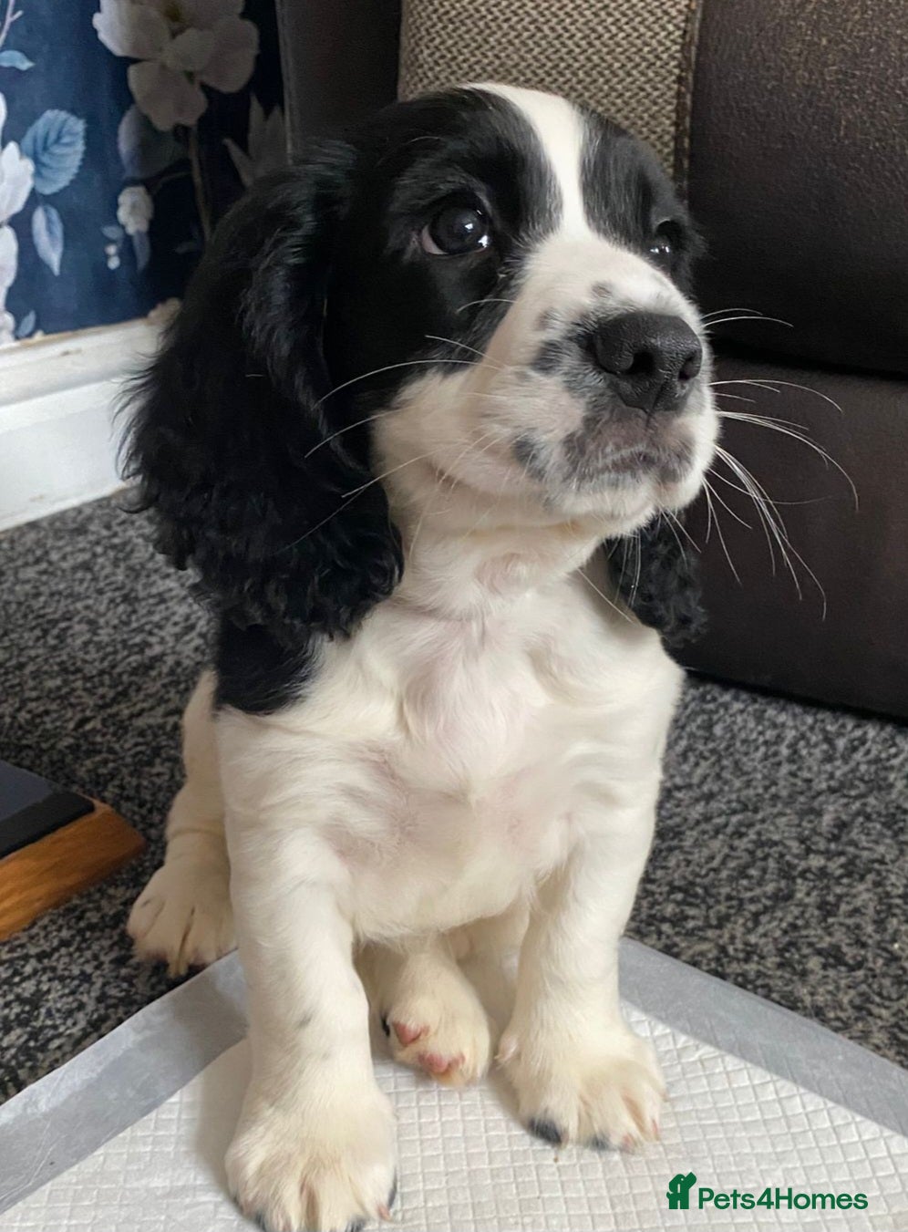 Sprocker dogs Sprocker Spaniel Puppy for sale - Advert 8