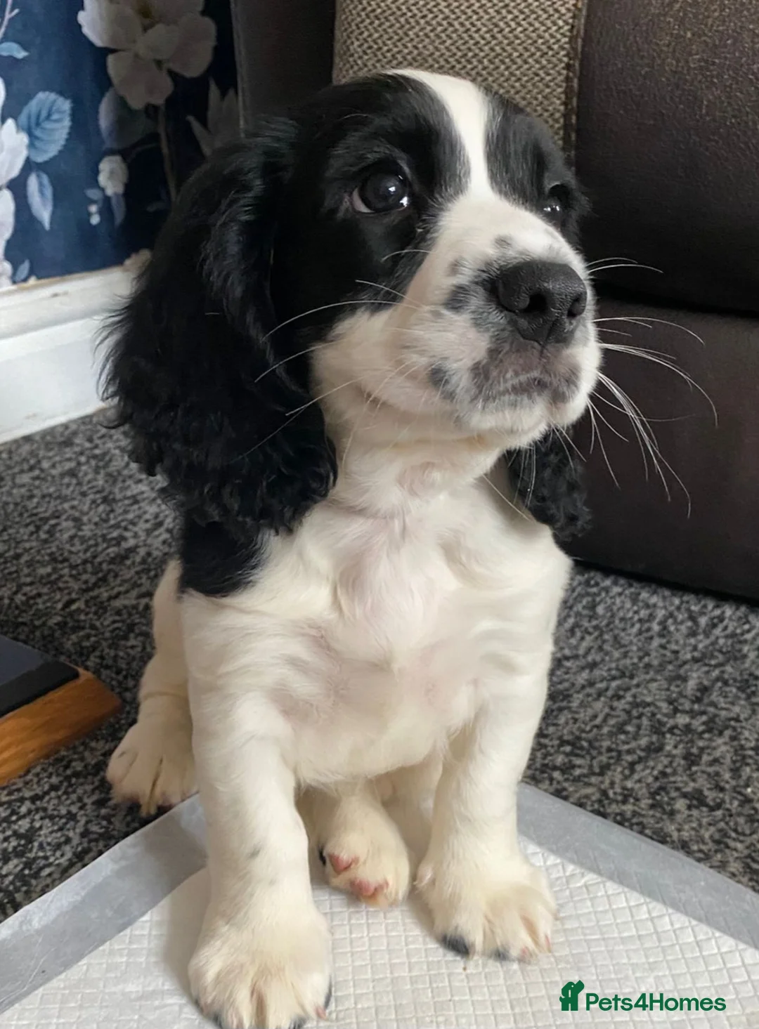 Sprocker dogs for sale: Sprocker Spaniel Puppy for sale - Advert 1