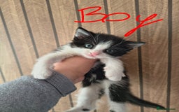 Mixed Breed cats for sale: Beautiful kittens  - Advert 5