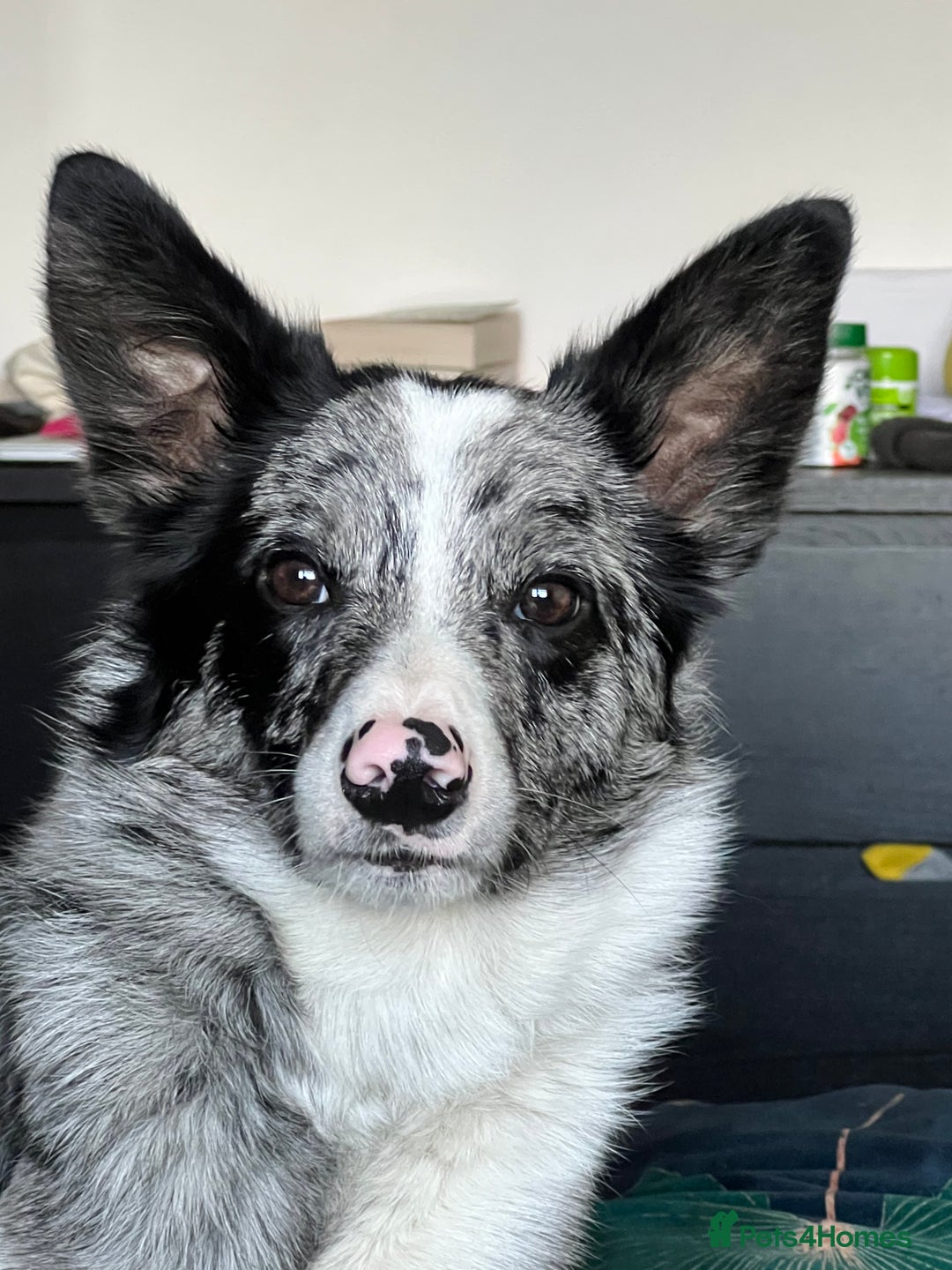Border Collie dogs for sale: Merle border collie male  - Advert 5