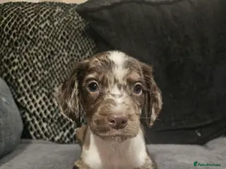 Cocker Spaniel dogs Cocker spaniel boys! - Advert 3