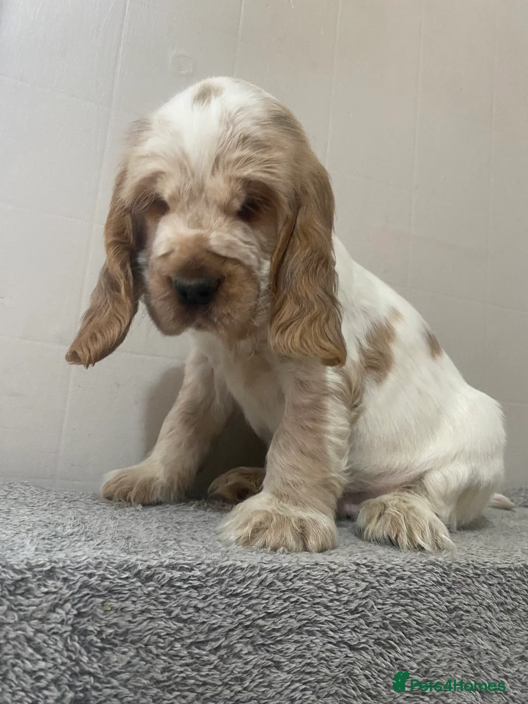 Cocker Spaniel dogs for sale: ‘Show Type’ Cocker Spaniel Puppies. KC Registered. - Advert 24