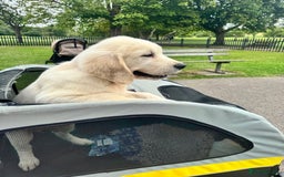Golden Retriever dogs for sale: Amazing cream golden retriever champion bloodline  - Image 3