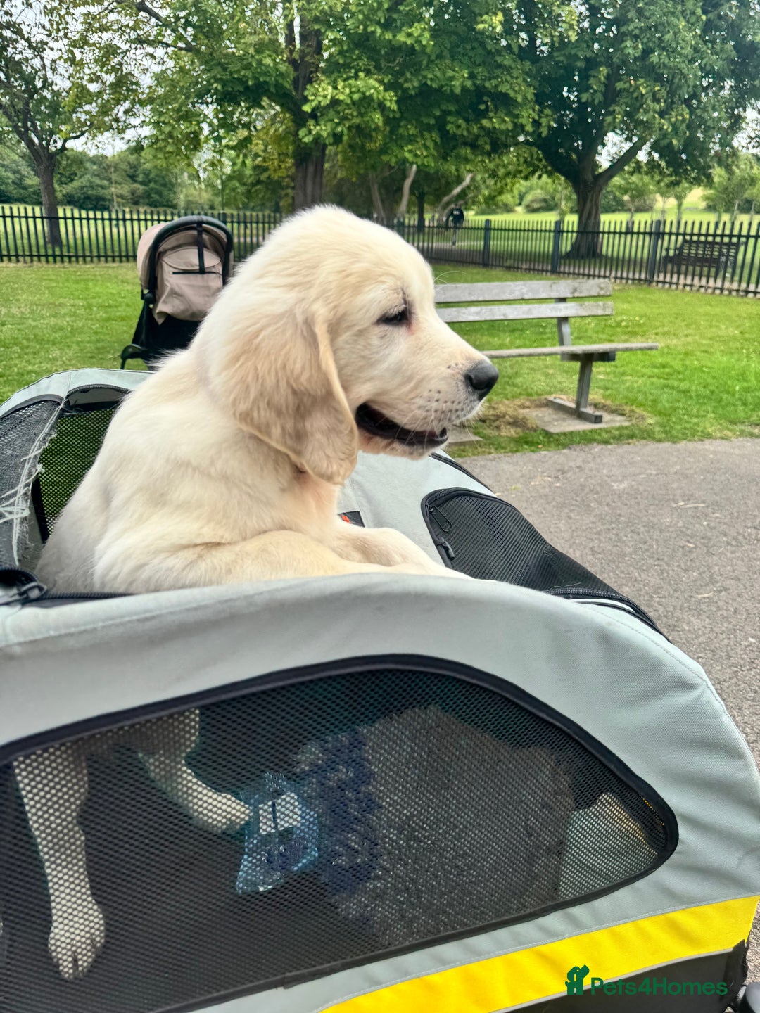 Golden Retriever dogs for sale: Amazing cream golden retriever champion bloodline  - Image 3