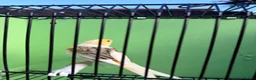Canaries birds for sale: Canaries  - Advert 21