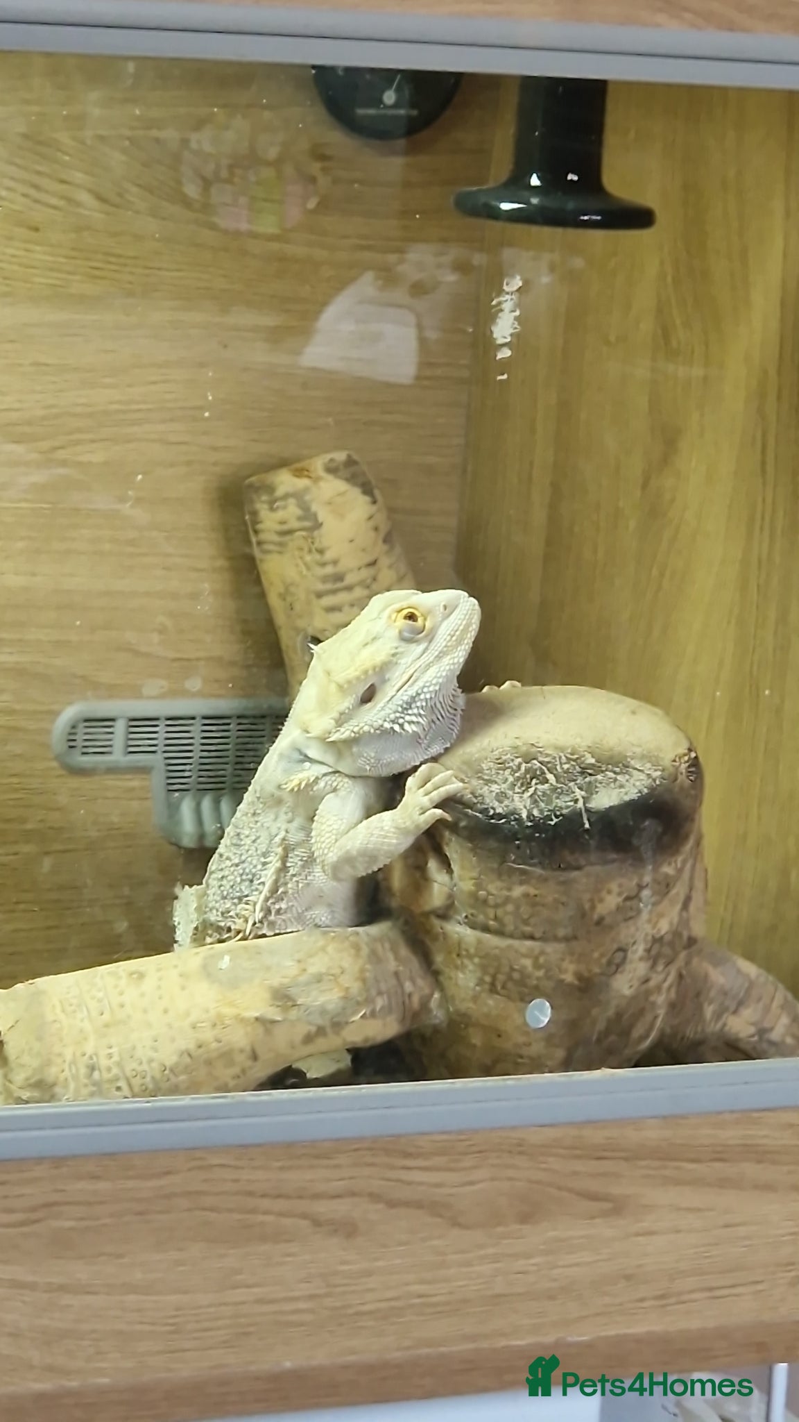 Bearded Dragon reptiles Bearded dragon - Advert 1