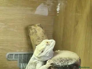 Bearded Dragon reptiles Bearded dragon - Advert 3