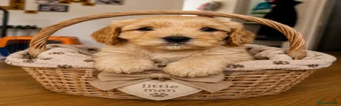 Cavapoo 1