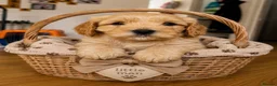 Cavapoo dogs for sale: Cavapoo puppies  - Advert 7