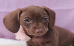 Dachshund dogs for sale: Miniature dachshund  - Image 8