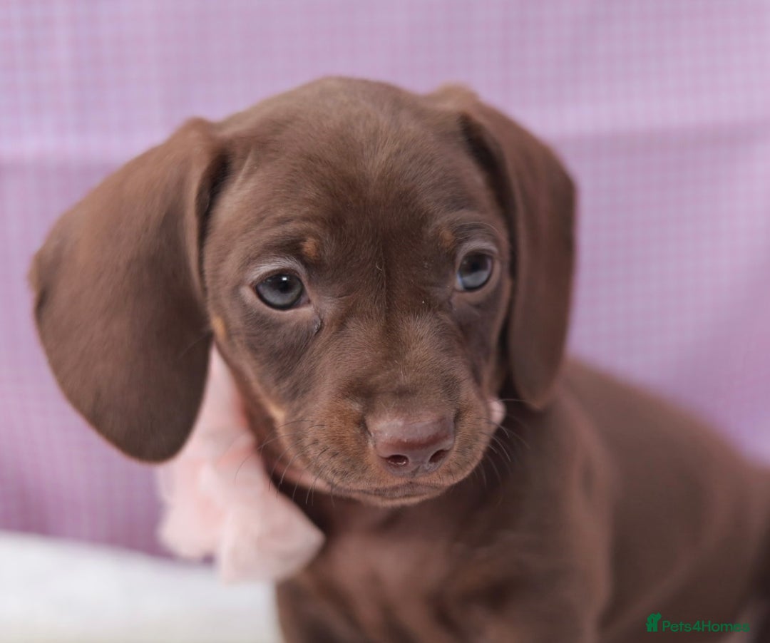 Dachshund dogs for sale: Miniature dachshund  - Image 8
